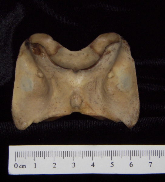 White-tailed deer (Odocoileus virginianus) C1 (first cervical vertebra), inferior view