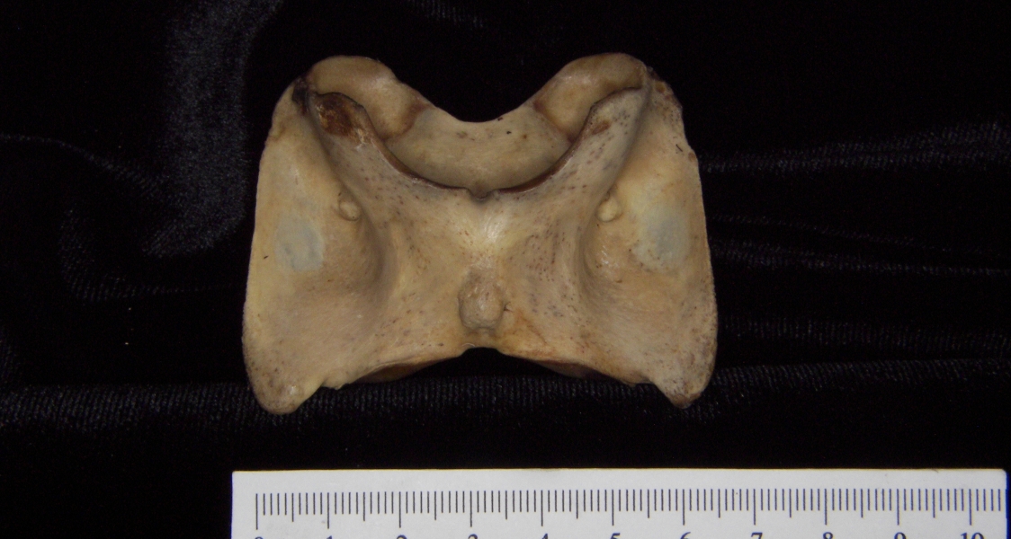 White-tailed deer (Odocoileus virginianus) C1 (first cervical vertebra), inferior view