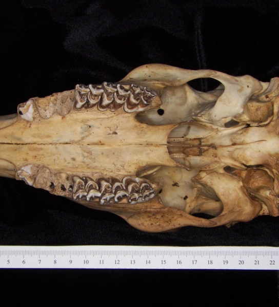 White-tailed deer (Odocoileus virginianus) cranium, inferior view