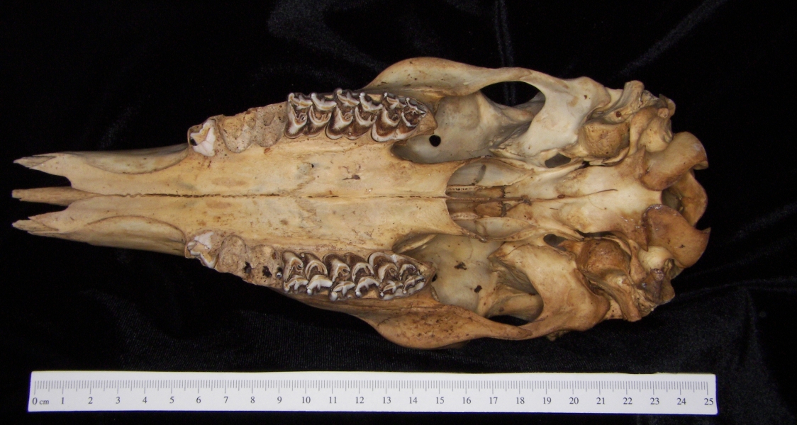 White-tailed deer (Odocoileus virginianus) cranium, inferior view