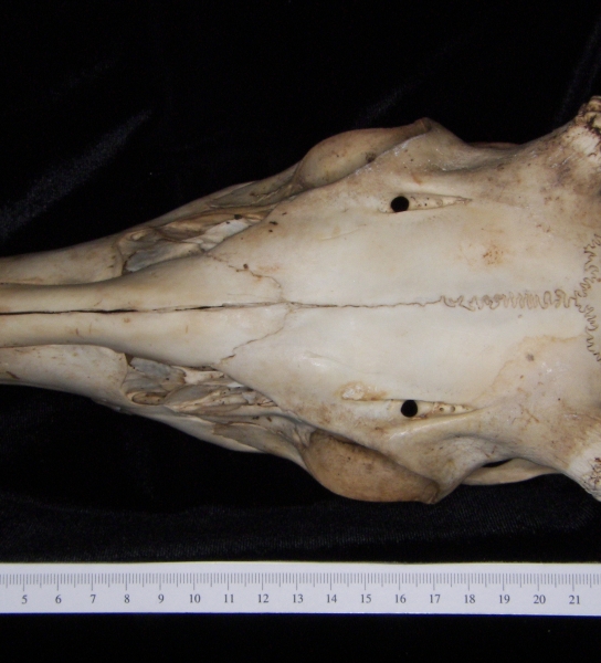 White-tailed deer (Odocoileus virginianus) cranium, superior view