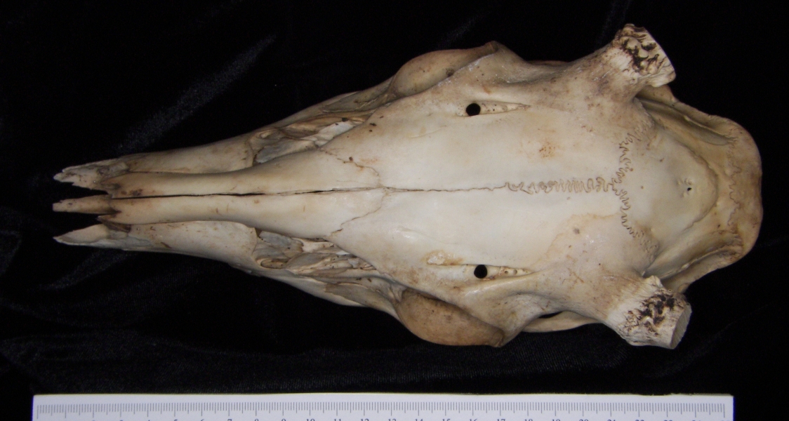 White-tailed deer (Odocoileus virginianus) cranium, superior view