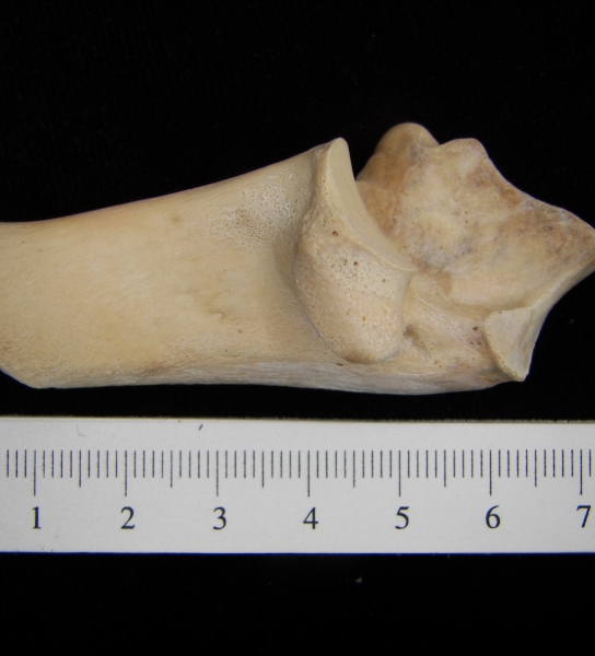 White-tailed deer (Odocoileus virginianus) left calcaneus, medial view