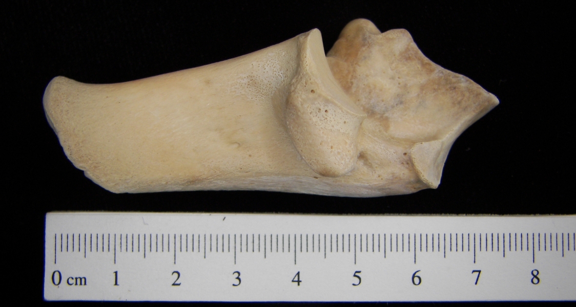 White-tailed deer (Odocoileus virginianus) left calcaneus, medial view