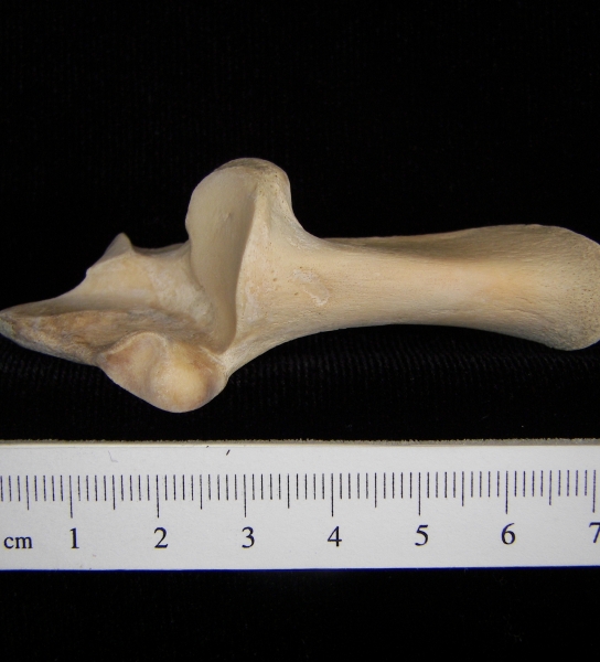 White-tailed deer (Odocoileus virginianus) left calcaneus, superior view