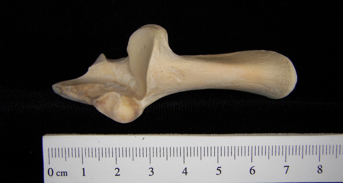 White-tailed deer (Odocoileus virginianus) left calcaneus, superior view