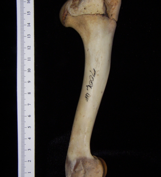 White-tailed deer (Odocoileus virginianus) left humerus, anterior view