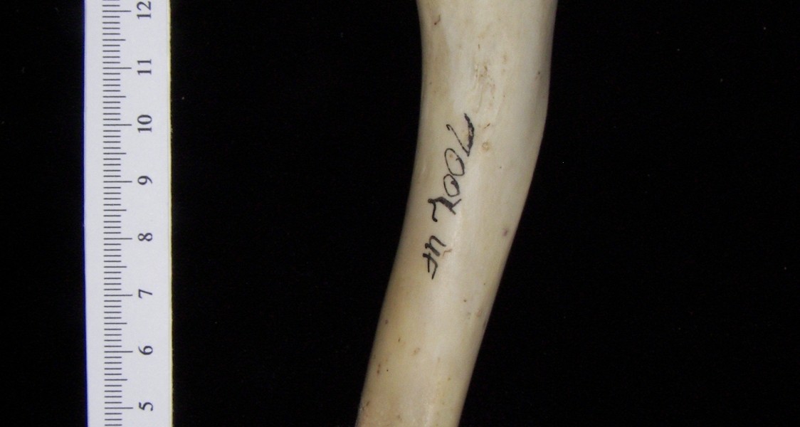 White-tailed deer (Odocoileus virginianus) left humerus, anterior view