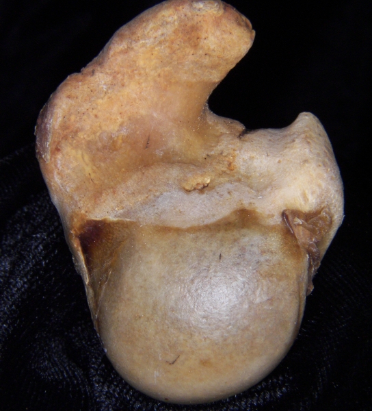 White-tailed deer (Odocoileus virginianus) left humerus, proximal articular surface