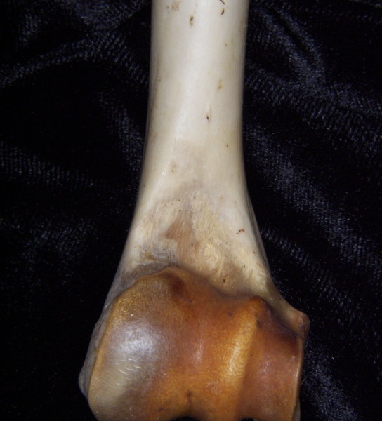 White-tailed deer (Odocoileus virginianus) left humerus, distal aspect, view 2