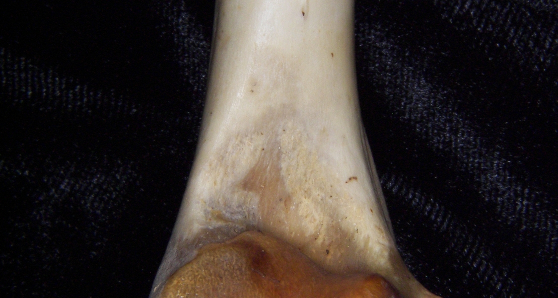 White-tailed deer (Odocoileus virginianus) left humerus, distal aspect, view 2