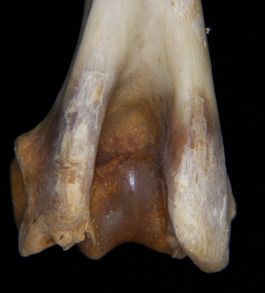 White-tailed deer (Odocoileus virginianus) left humerus, distal aspect