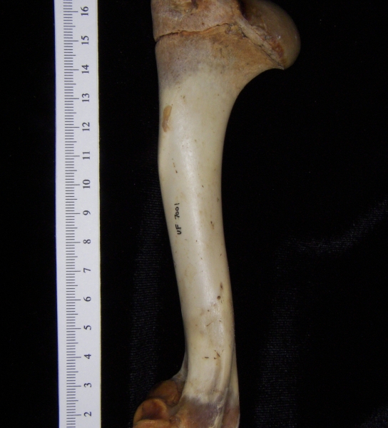 White-tailed deer (Odocoileus virginianus) left humerus, posterior view