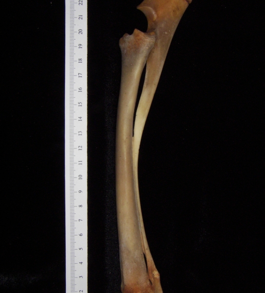 White-tailed deer (Odocoileus virginianus) left radius and ulna, view 2