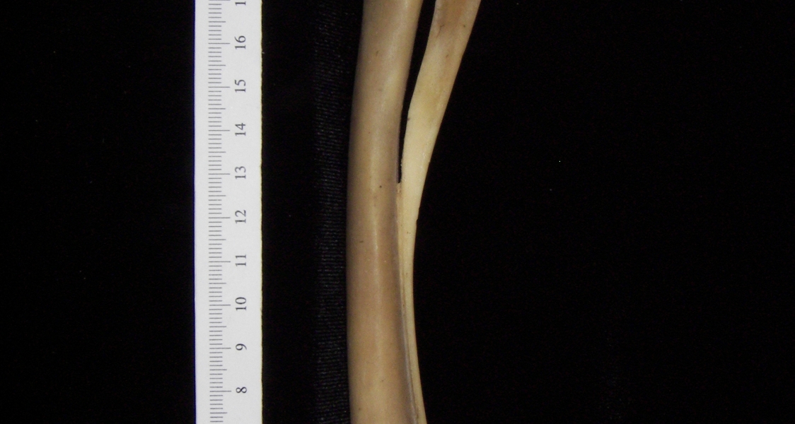 White-tailed deer (Odocoileus virginianus) left radius and ulna, view 2