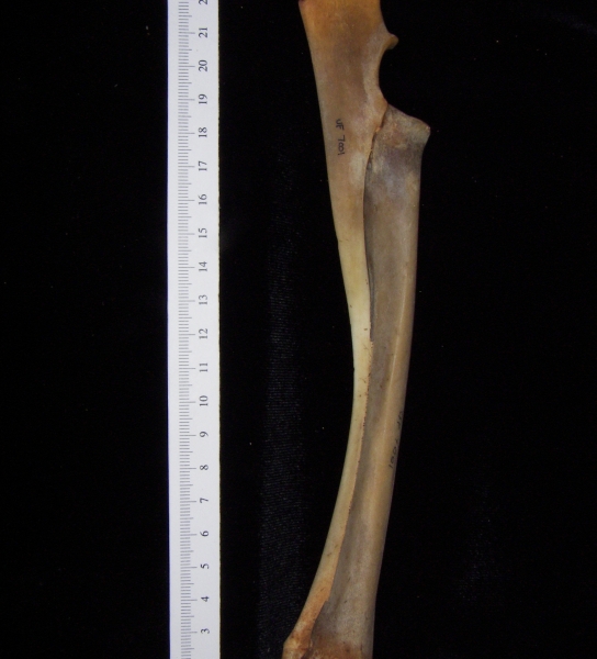 White-tailed deer (Odocoileus virginianus) left radius and ulna, medial view