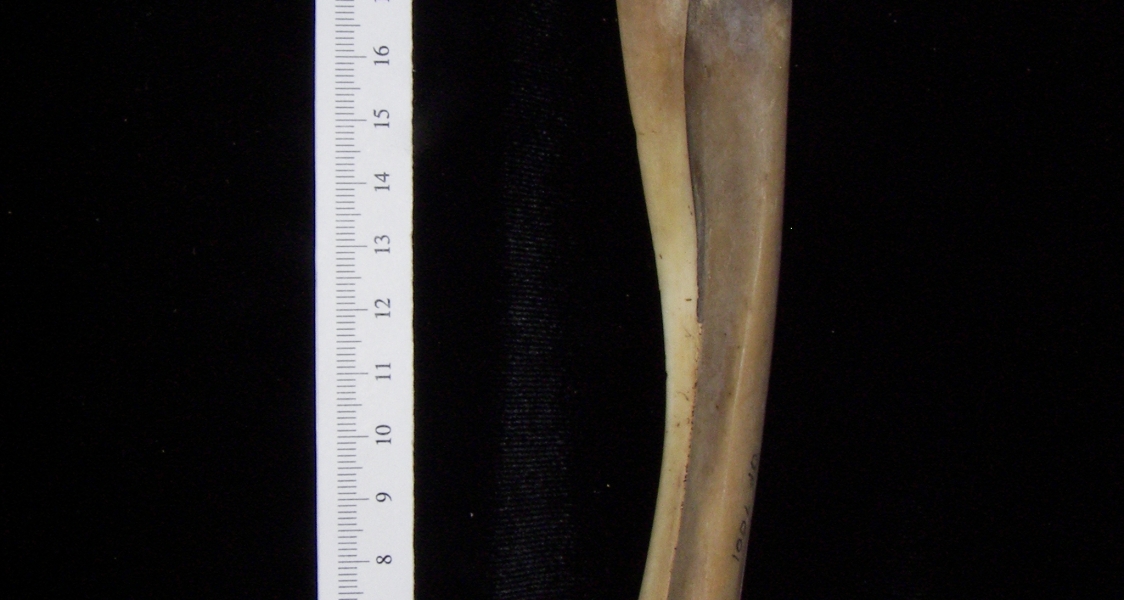 White-tailed deer (Odocoileus virginianus) left radius and ulna, medial view