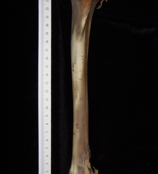 White-tailed deer (Odocoileus virginianus) left tibia, anterior view