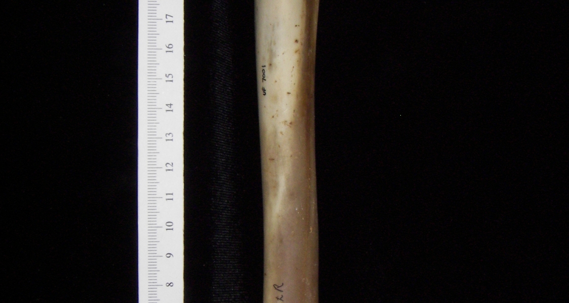 White-tailed deer (Odocoileus virginianus) left tibia, anterior view