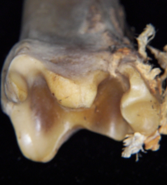 White-tailed deer (Odocoileus virginianus) left tibia, distal articular surface