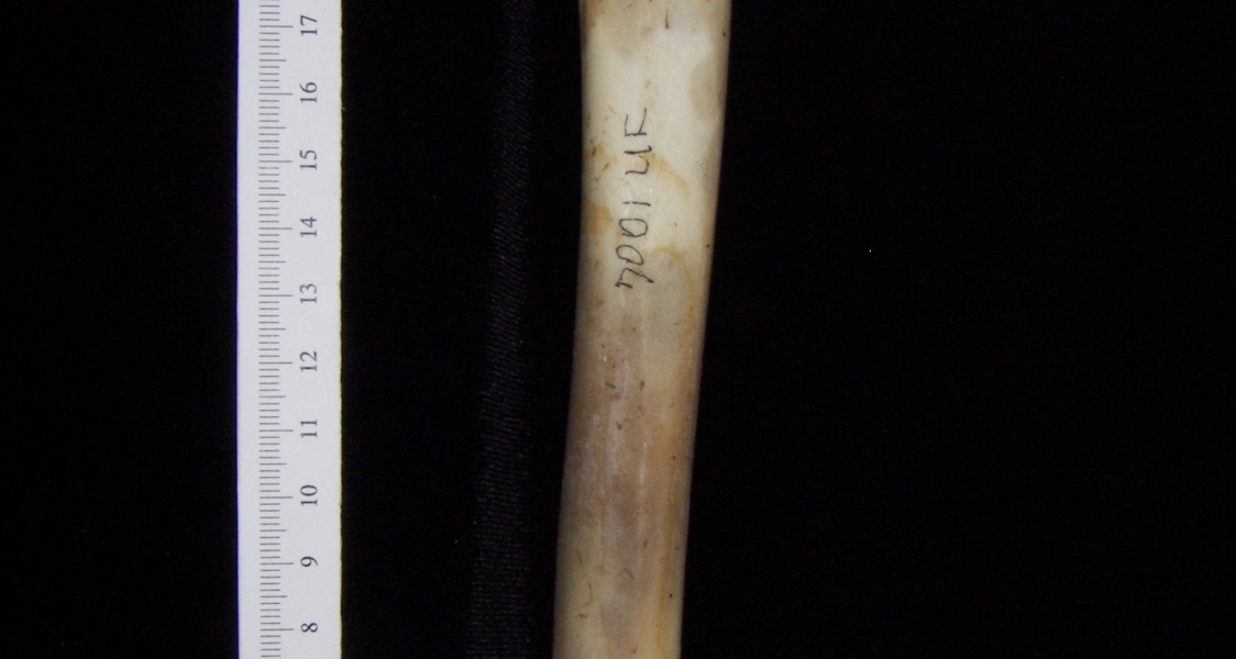 White-tailed deer (Odocoileus virginianus) left tibia, posterior view