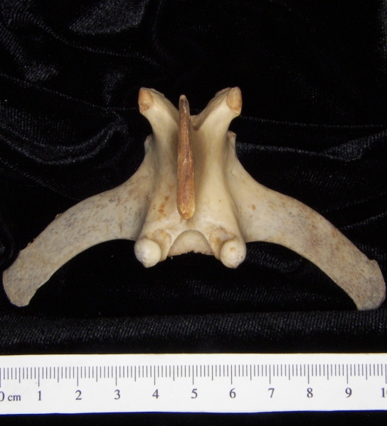 White-tailed deer (Odocoileus virginianus) mid-lumbar vertebra