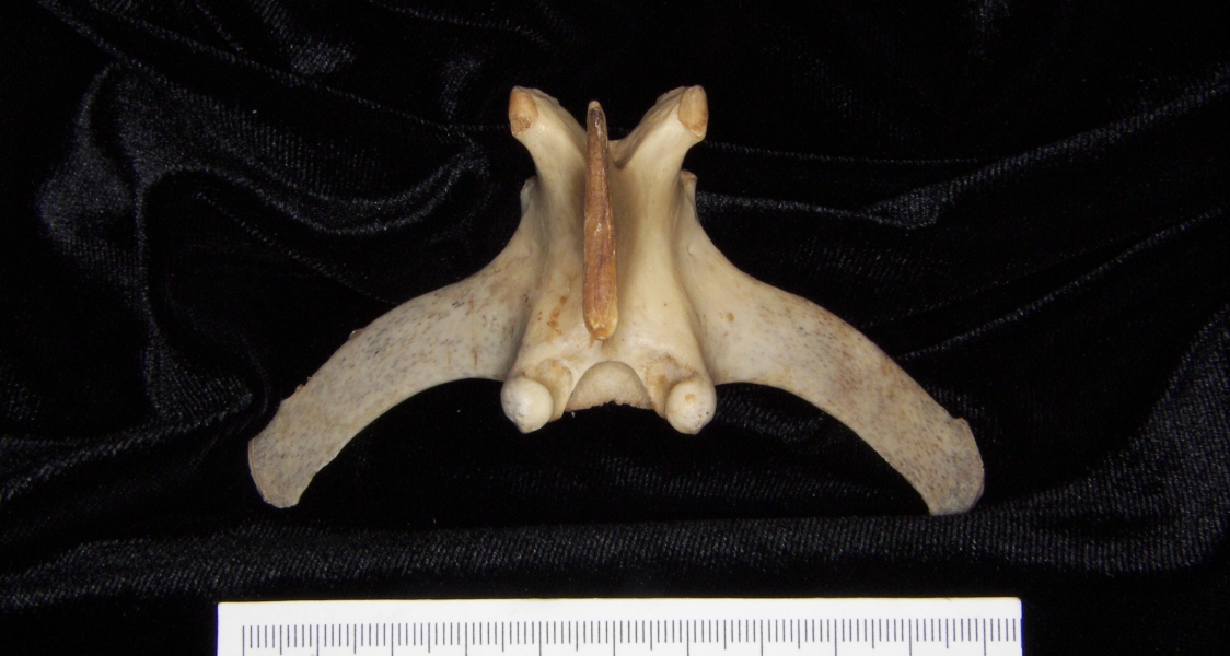White-tailed deer (Odocoileus virginianus) mid-lumbar vertebra