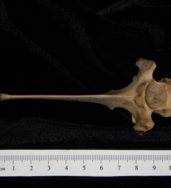 White-tailed deer (Odocoileus virginianus) mid-thoracic vertebra