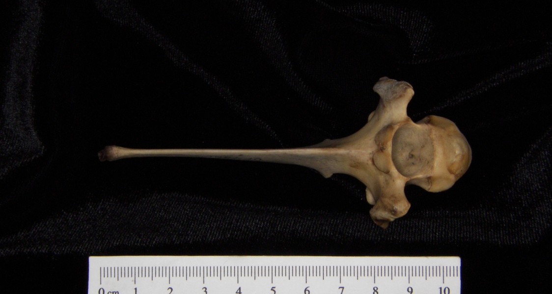 White-tailed deer (Odocoileus virginianus) mid-thoracic vertebra