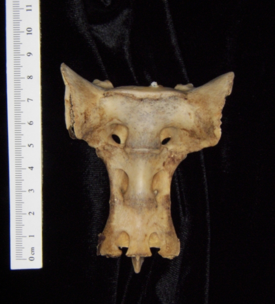 Anterior View White Tailed Deer Sacrum