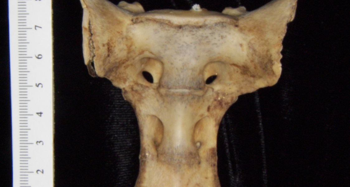 Anterior View White Tailed Deer Sacrum