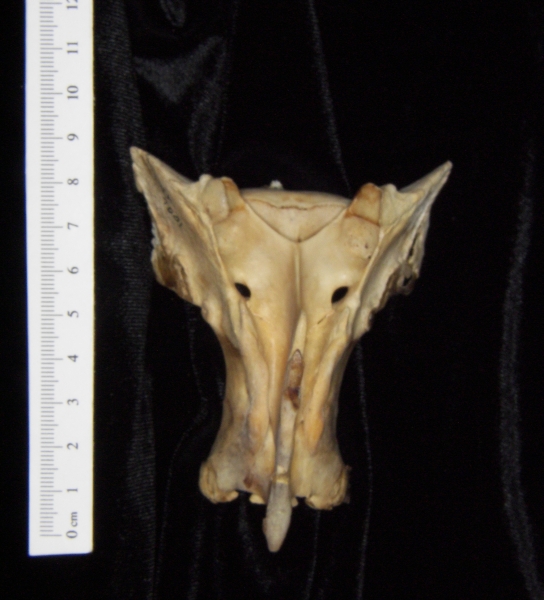 Posterior View White Tailed Deer Sacrum