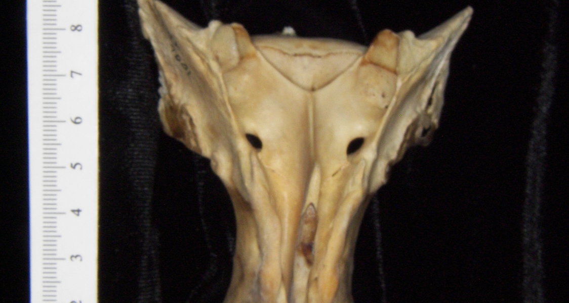 Posterior View White Tailed Deer Sacrum