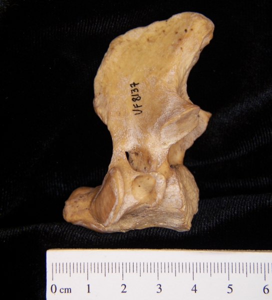 Wild boar (Sus scrofa) C2, lateral view