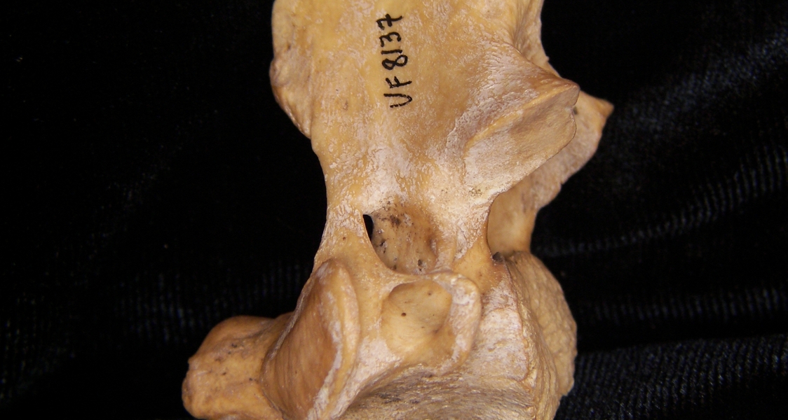 Wild boar (Sus scrofa) C2, lateral view