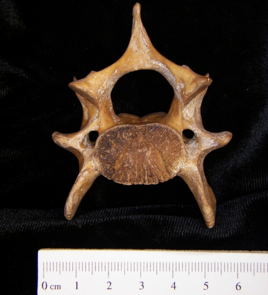 Wild boar (Sus scrofa) ~C6, 6th cervical vertebra, view 2