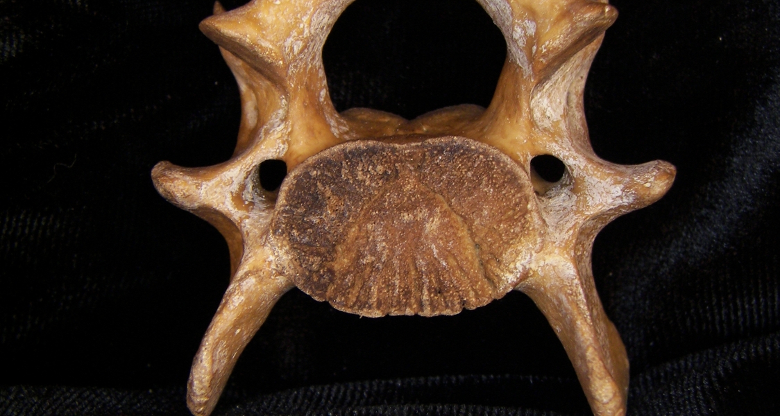 Wild boar (Sus scrofa) ~C6, 6th cervical vertebra, view 2