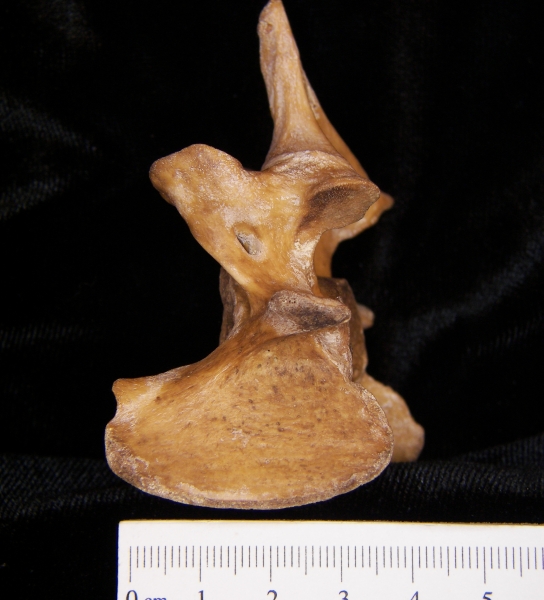 Wild boar (Sus scrofa) C6, 6th cervical vertebra