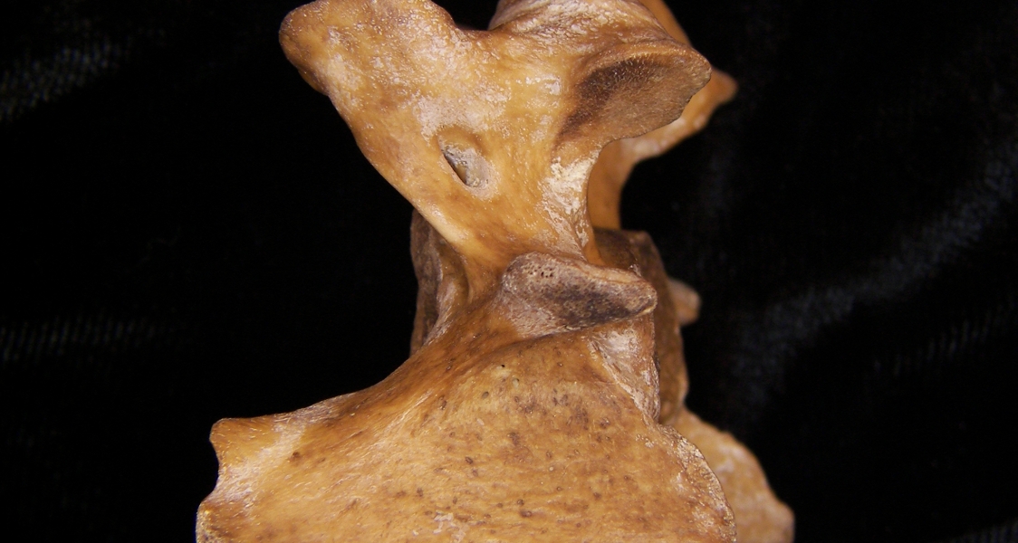 Wild boar (Sus scrofa) C6, 6th cervical vertebra