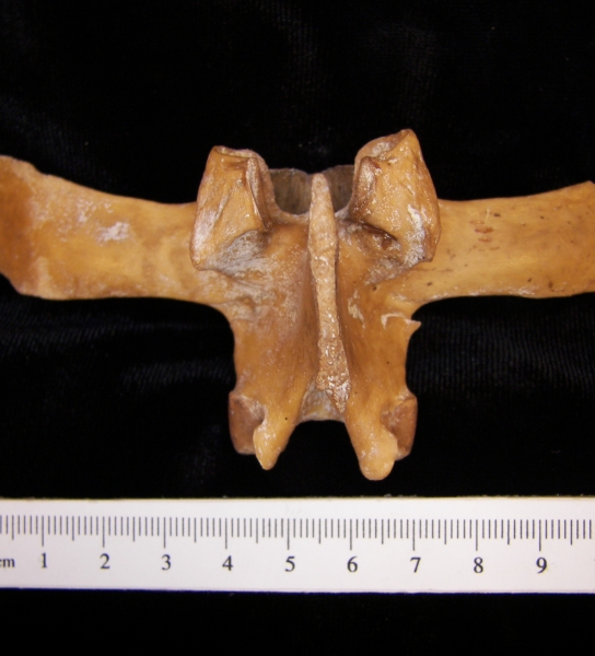 Wild boar (Sus scrofa) ~L3, 3rd lumbar vertebra