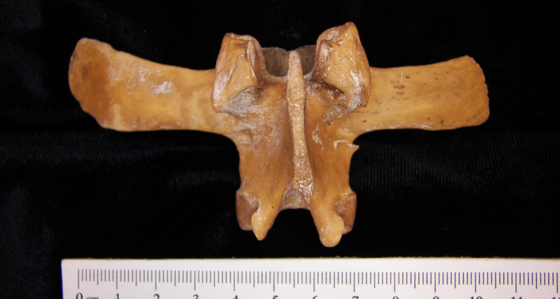 Wild boar (Sus scrofa) ~L3, 3rd lumbar vertebra