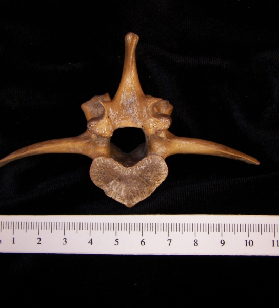 Wild boar (Sus scrofa) ~3rd lumbar vertebra