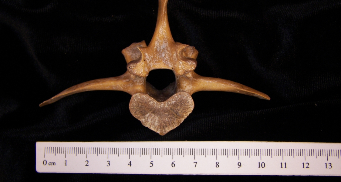 Wild boar (Sus scrofa) ~3rd lumbar vertebra