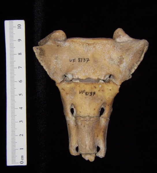 Anterior View Wild Boar Sacrum S1-3