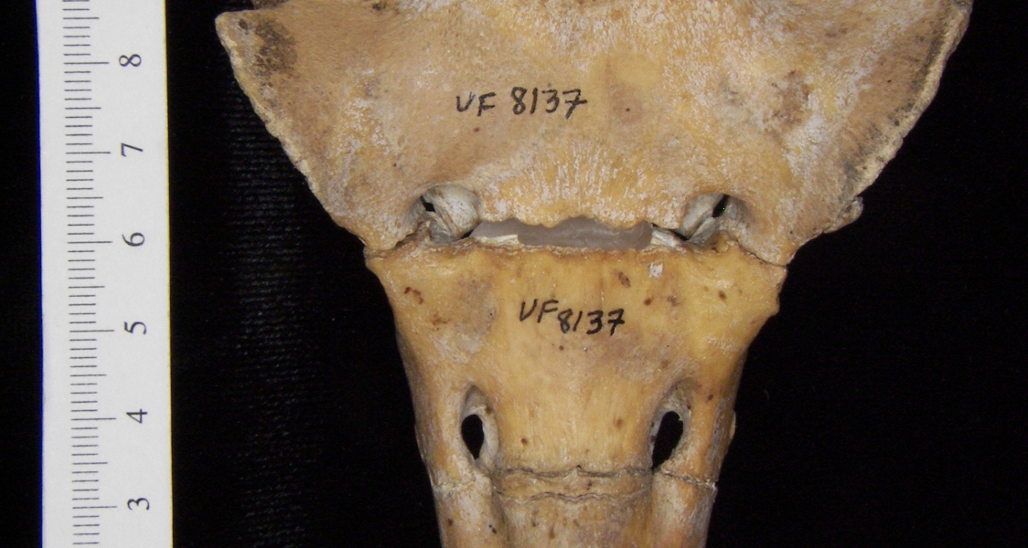Anterior View Wild Boar Sacrum S1-3
