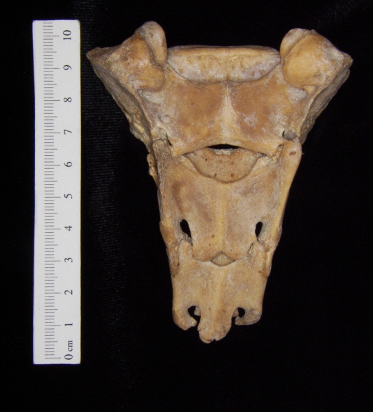 Posterior View Wild Boar Sacrum S1-3