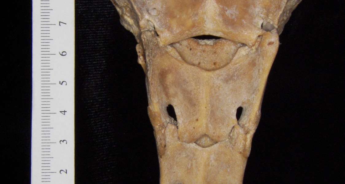 Posterior View Wild Boar Sacrum S1-3
