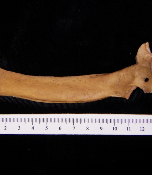 Wild boar (Sus scrofa) T4, lateral view