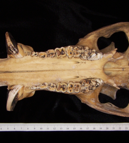 Wild boar (Sus scrofa) cranium, inferior view