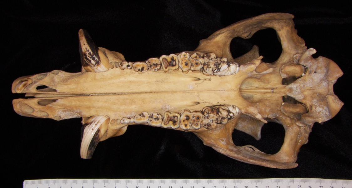 Wild boar (Sus scrofa) cranium, inferior view